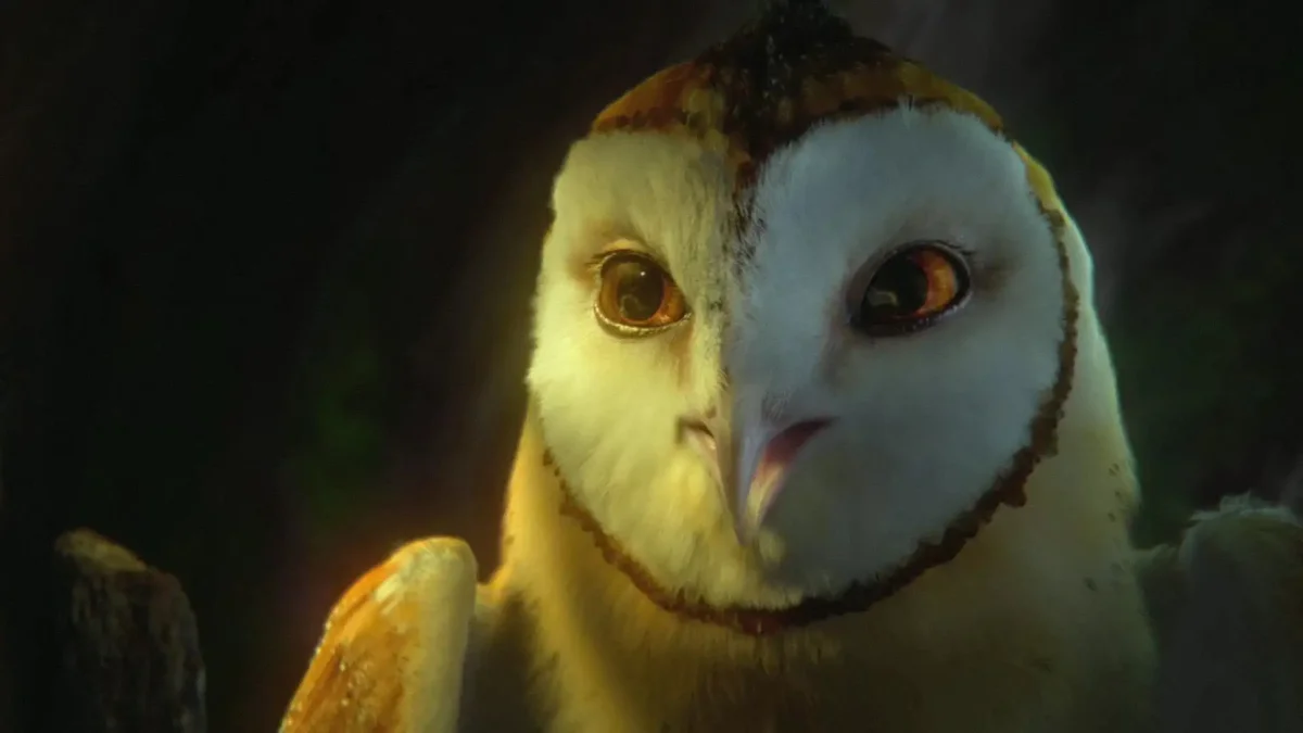 Сова сипуха анатомия