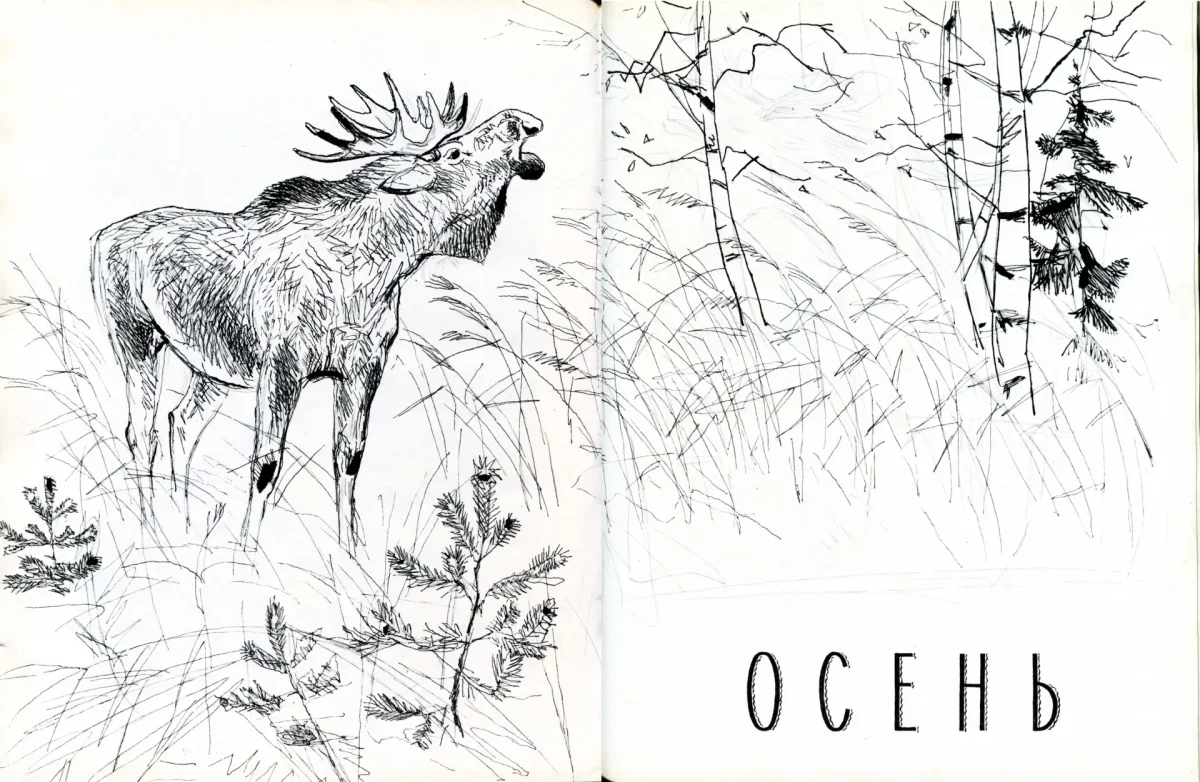 Лесные звери. Раскраска