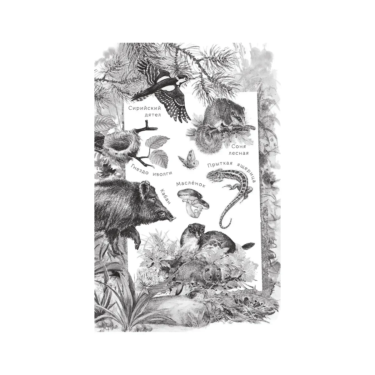 Бианки Лесная газета иллюстрации к книге