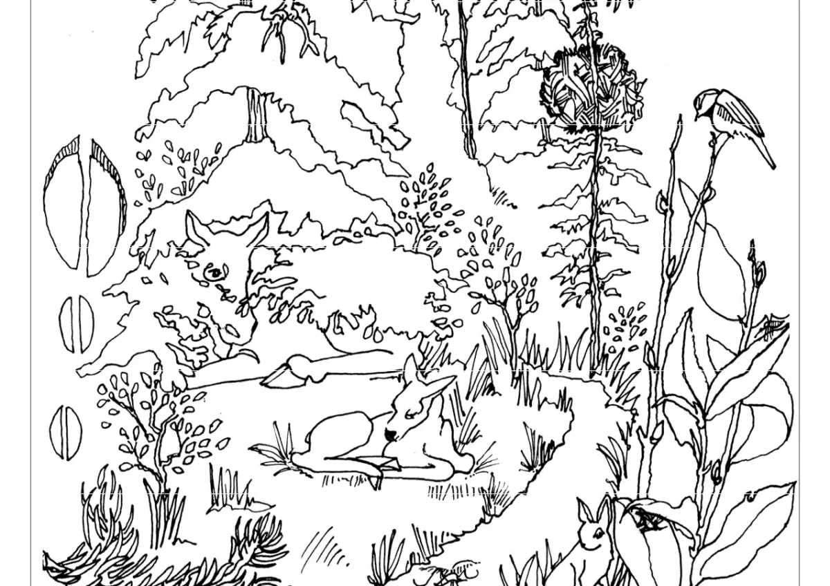 Косуля раскраска для детей