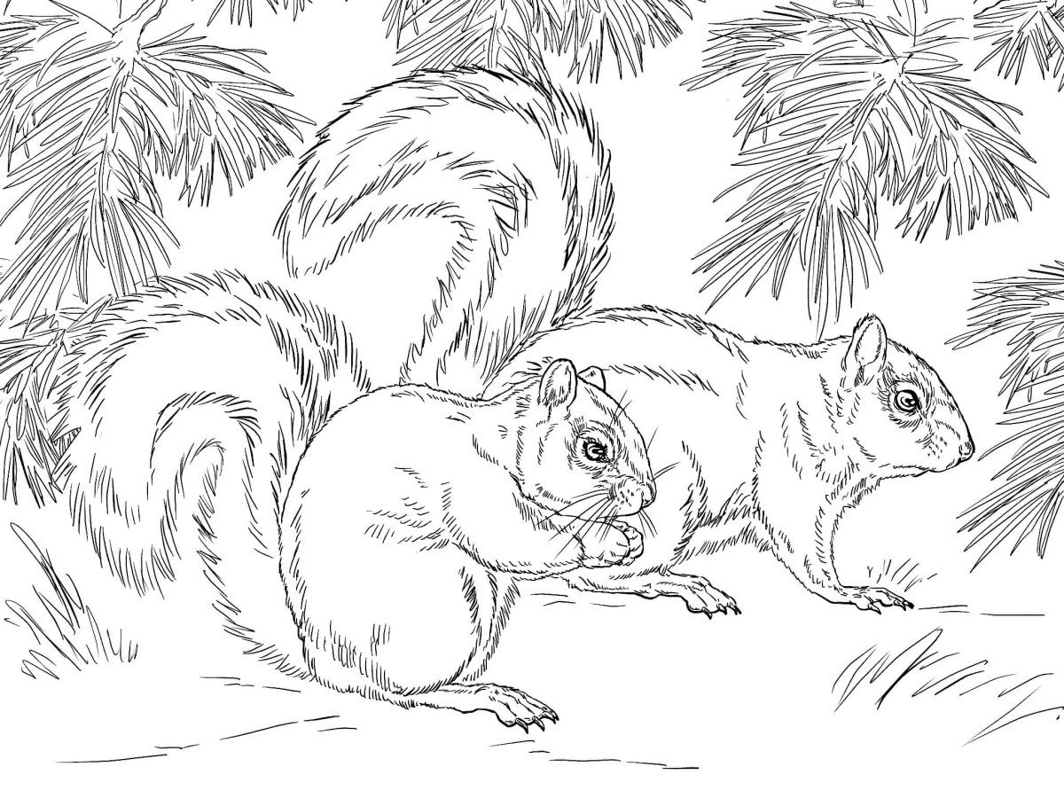 Пришвин беличья память раскраски