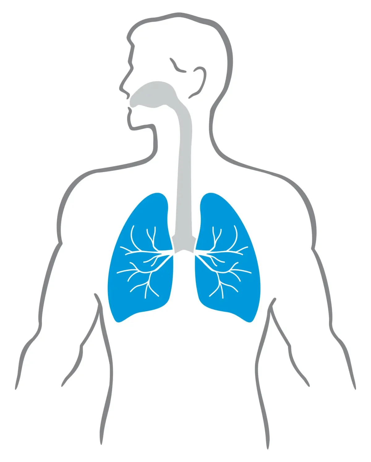 Силуэт человека с легкими