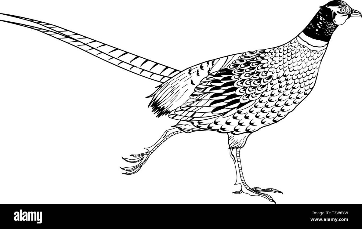 Утка раскраска для детей