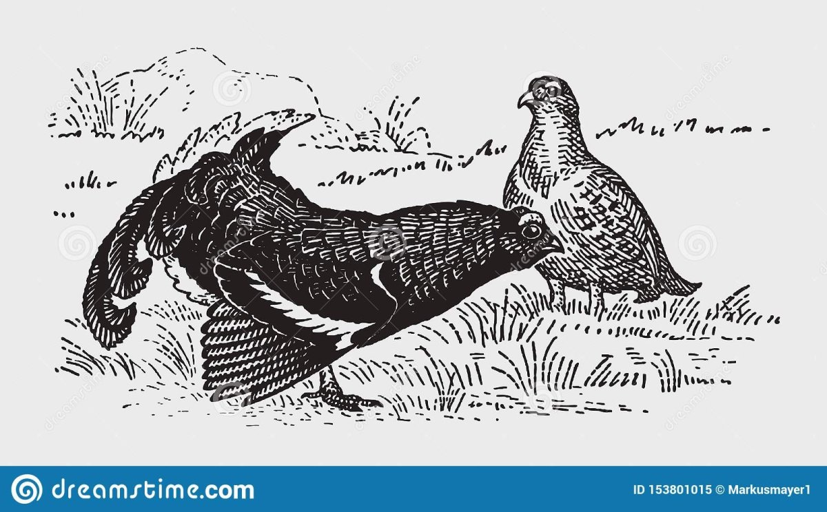 Фазан раскраска для детей
