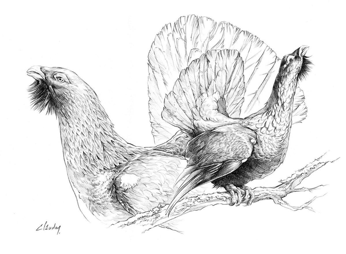 Удод раскраска