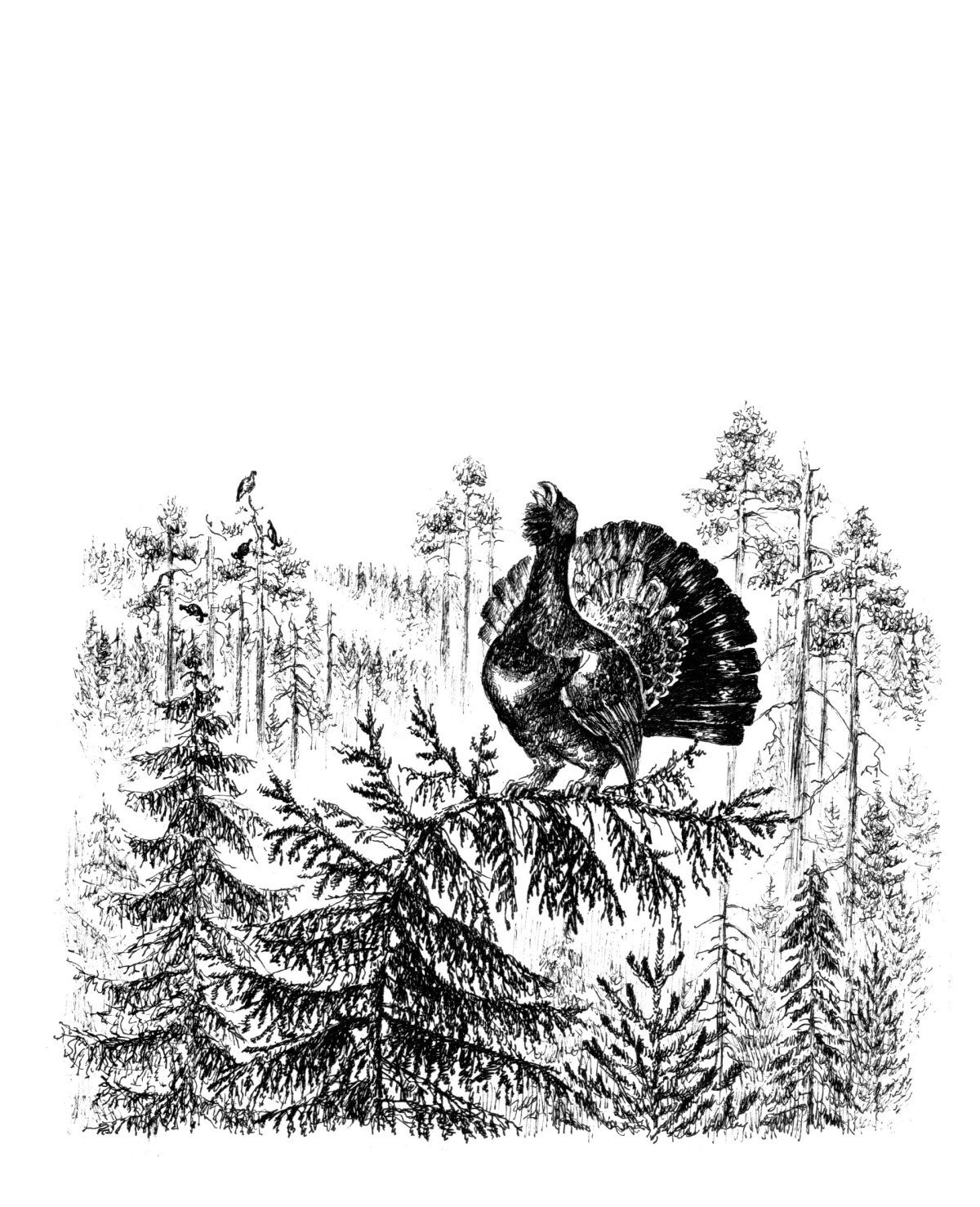 Кавказский тетерев раскраска