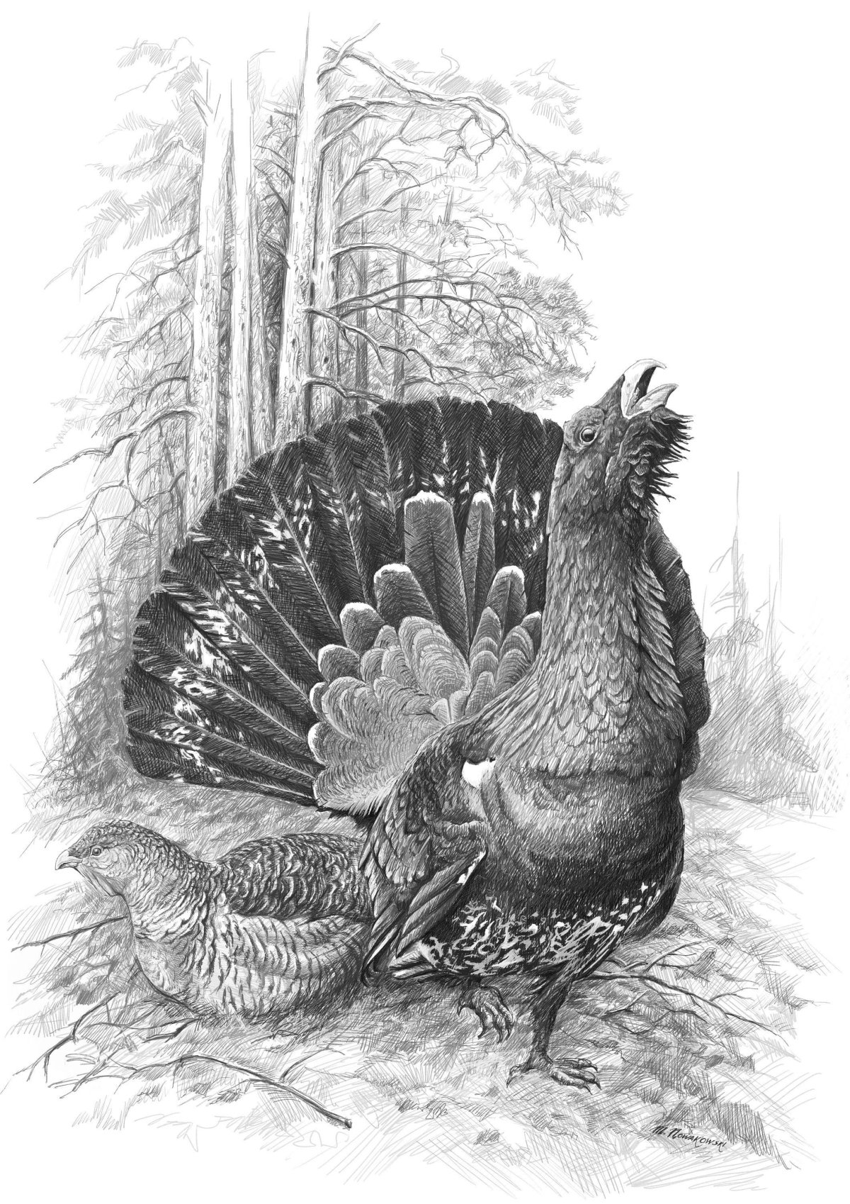 Удод раскраска для детей