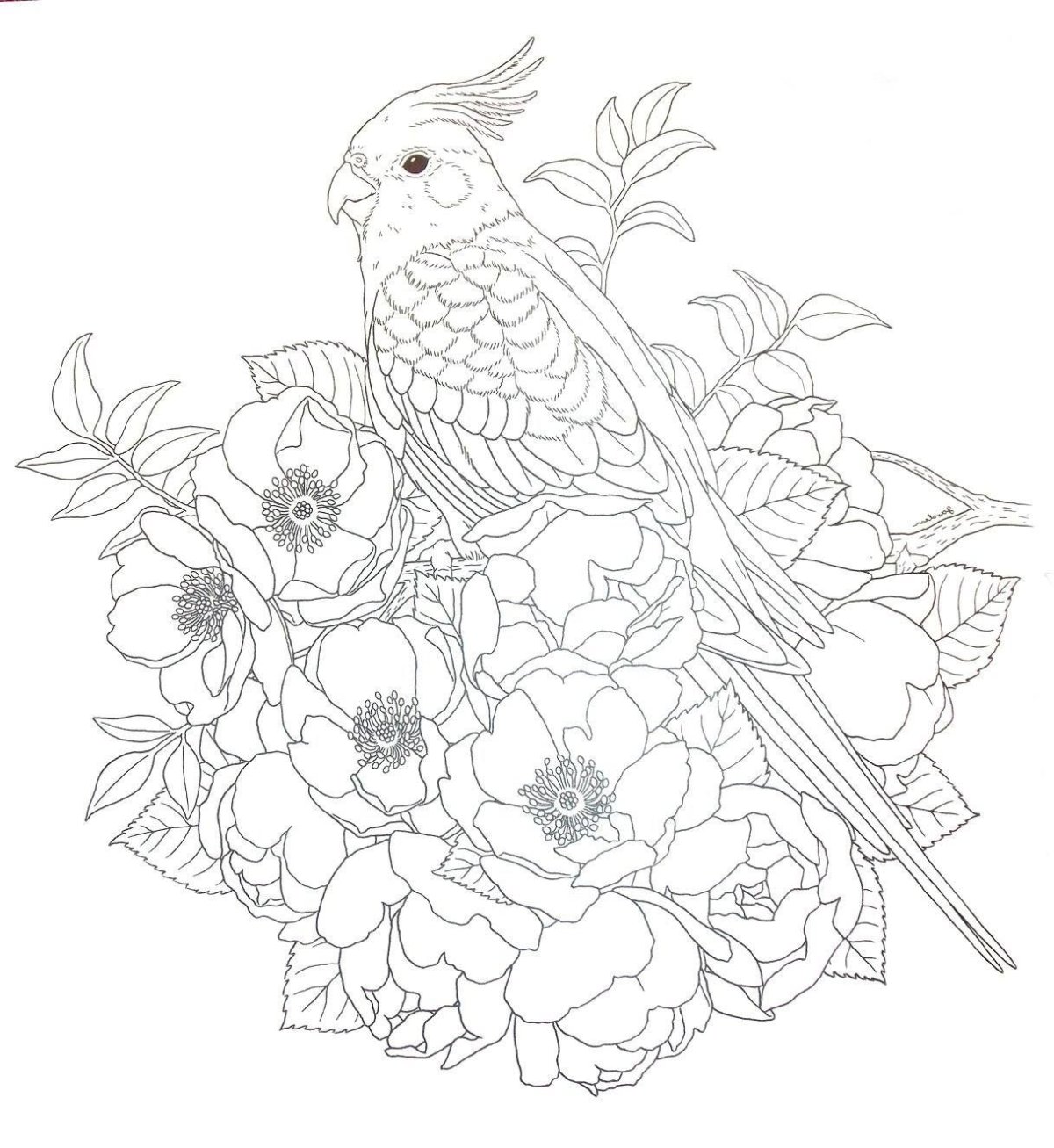 Тетерев раскраска