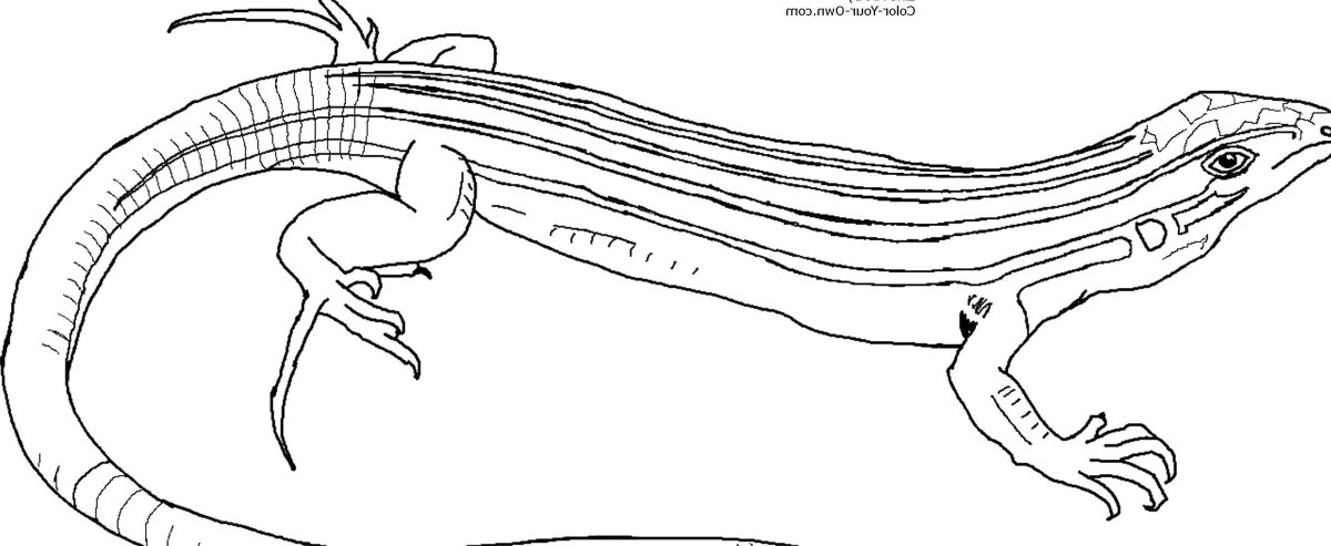 Дальневосточный сцинк раскраска