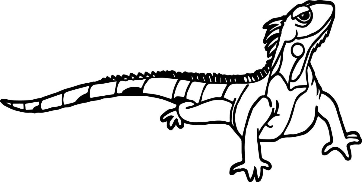 Обитатели пустыни раскраска