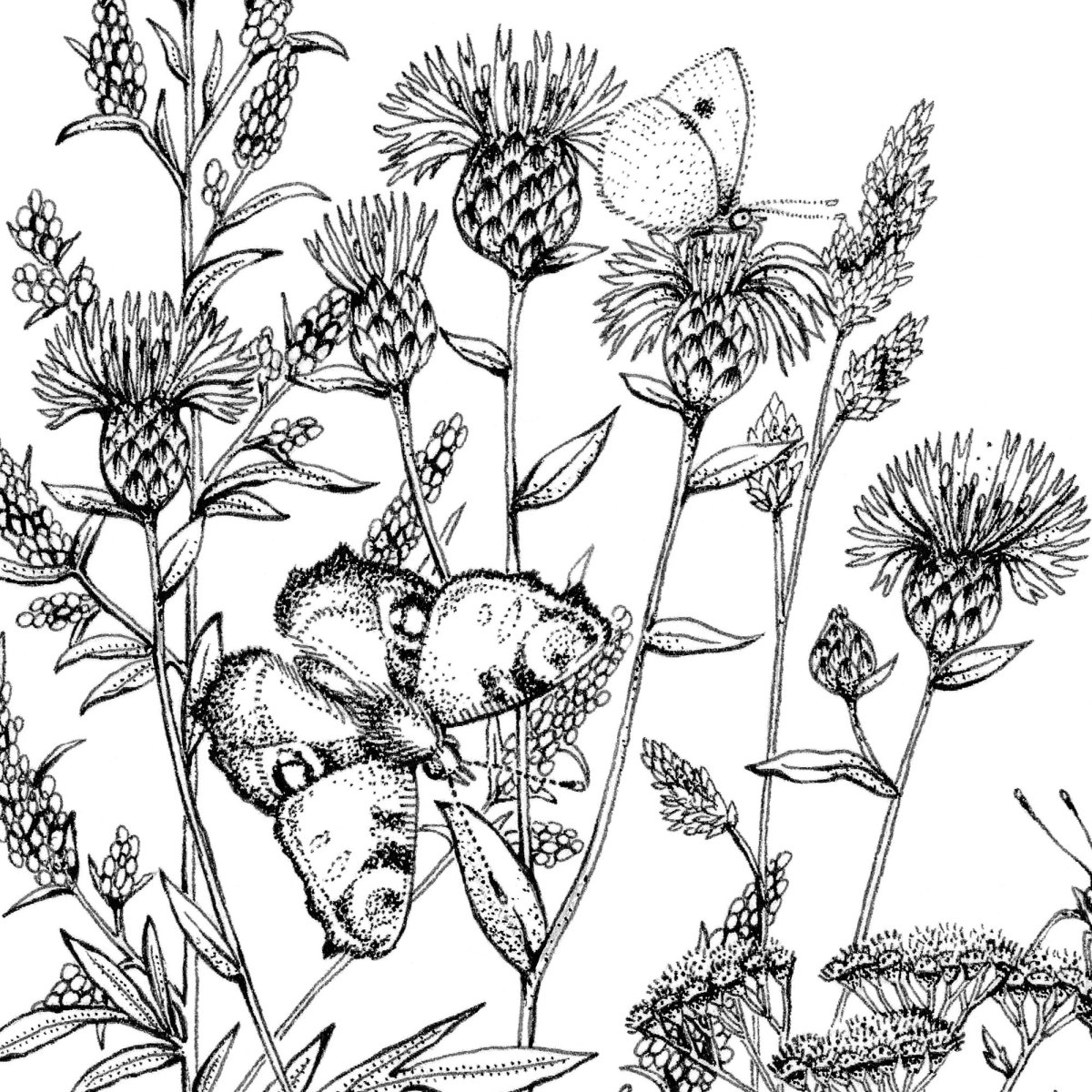 Растения раскраска трава