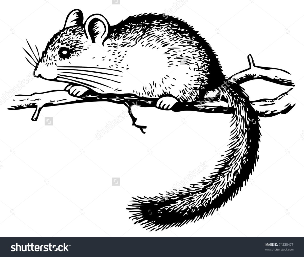 Соня полчок нарисовать