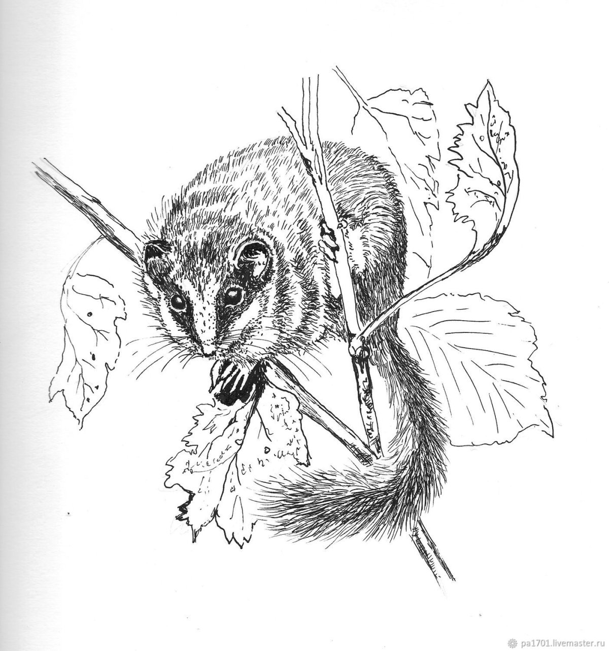 Соня полчок рисунок