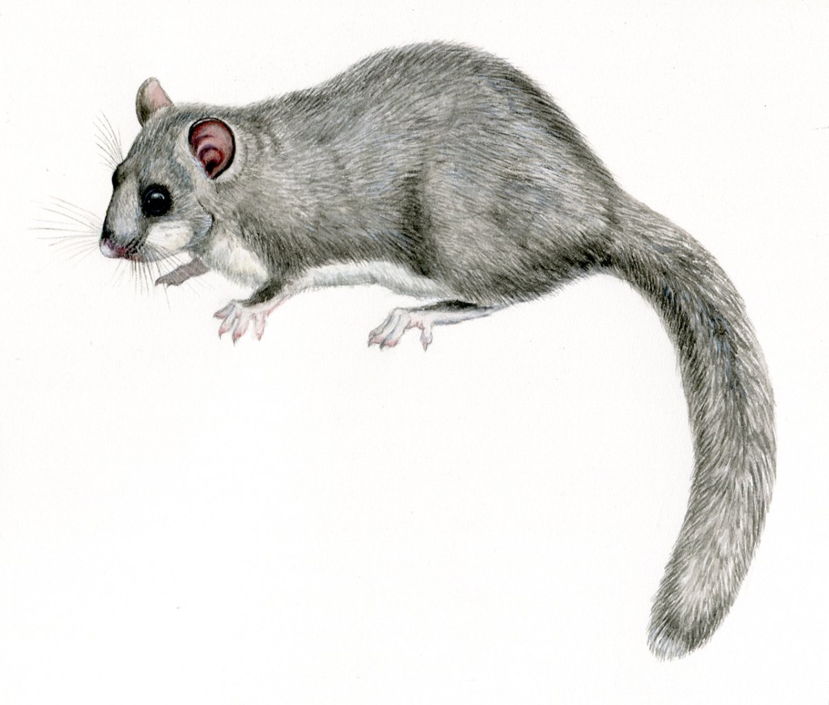 Соня полчок для детей