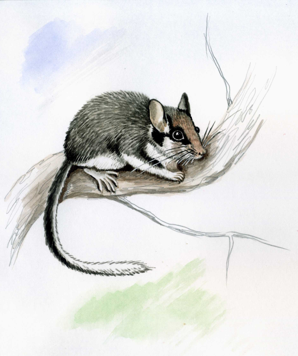 Садовая Соня eliomys quercinus