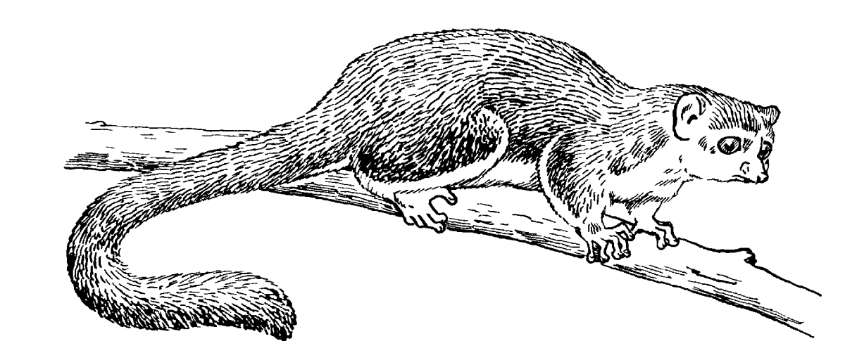 Животное из красной книги