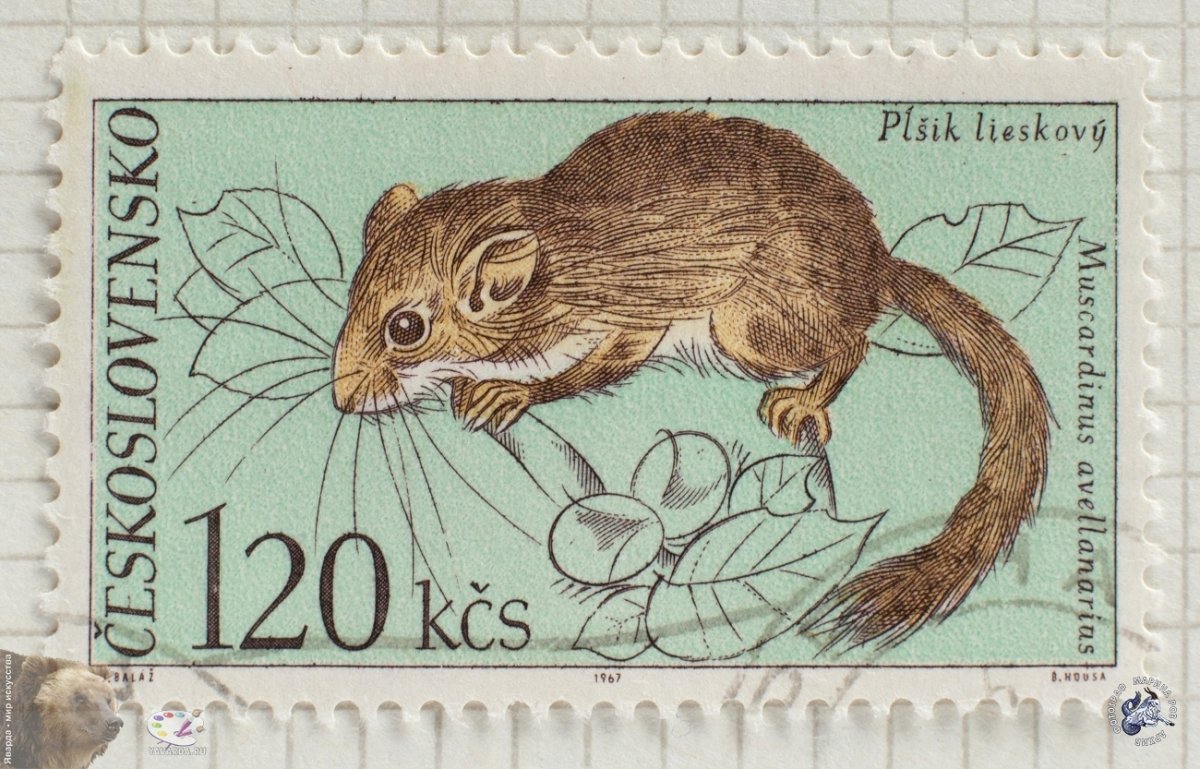 Белка Соня орешниковая