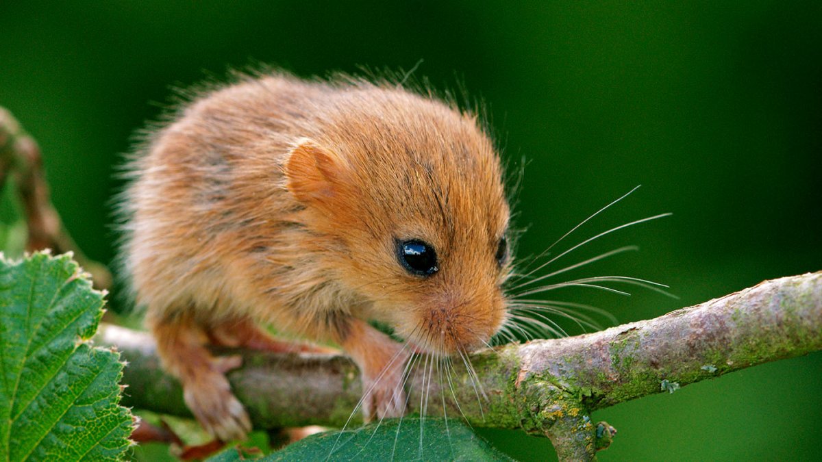 Азиатский бурундук раскраска