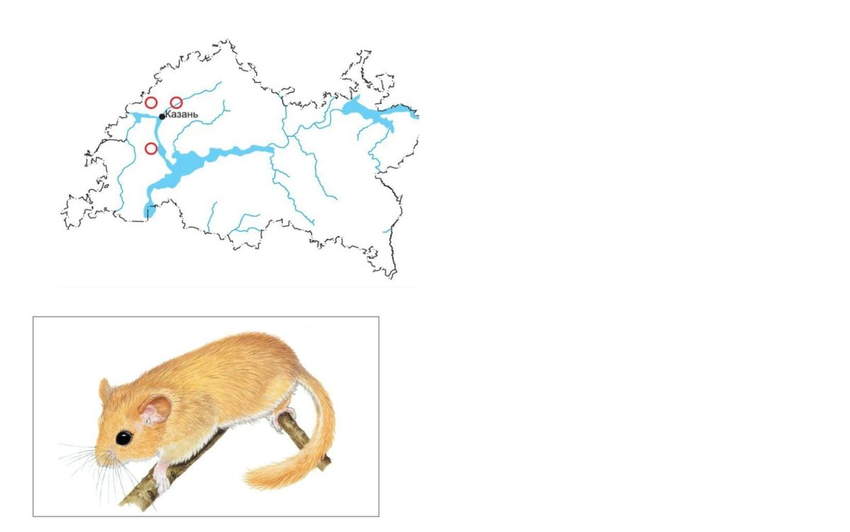 Ареал обитания Лесной сони в России