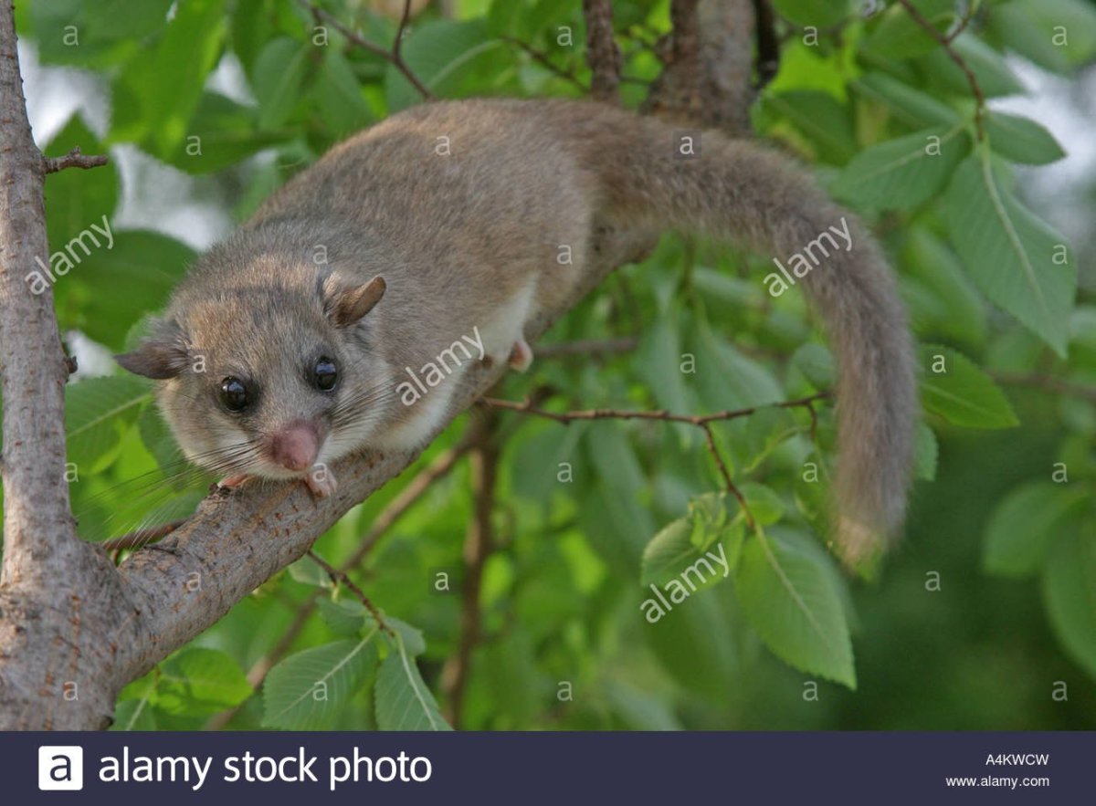 Соня на белом фоне