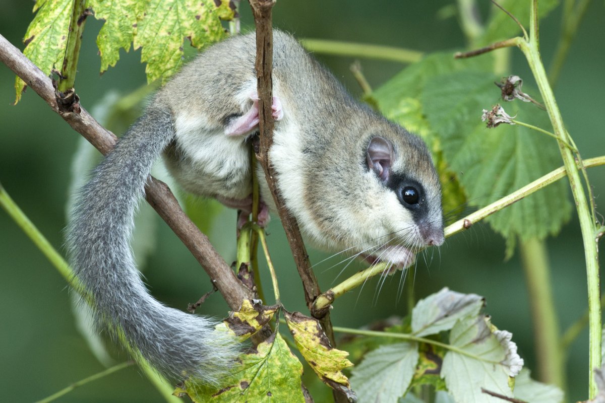 Соня полчок животное