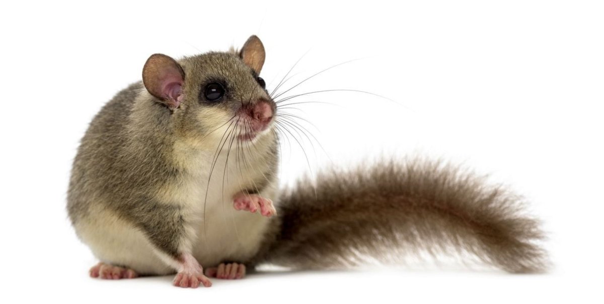 Суслик раскраска для детей