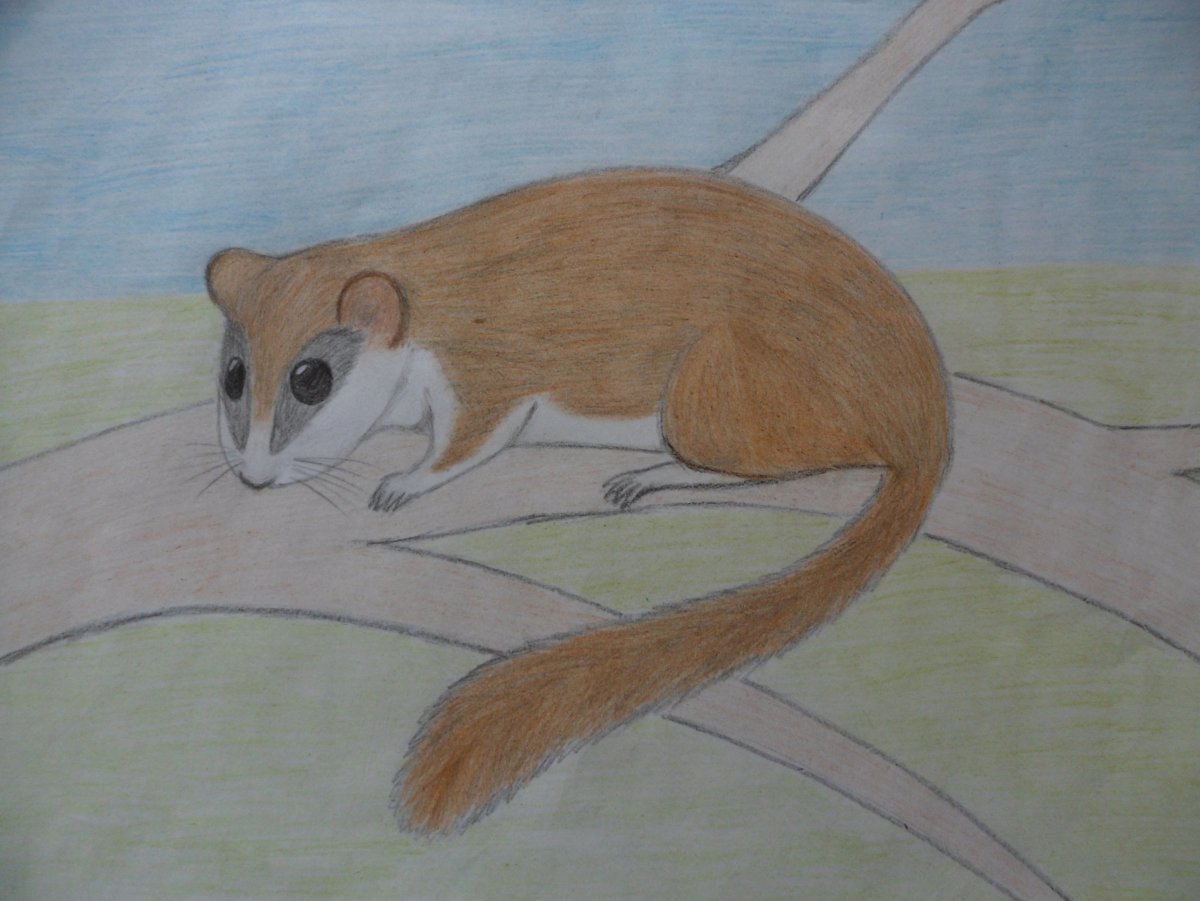 Орешниковая Соня раскраска