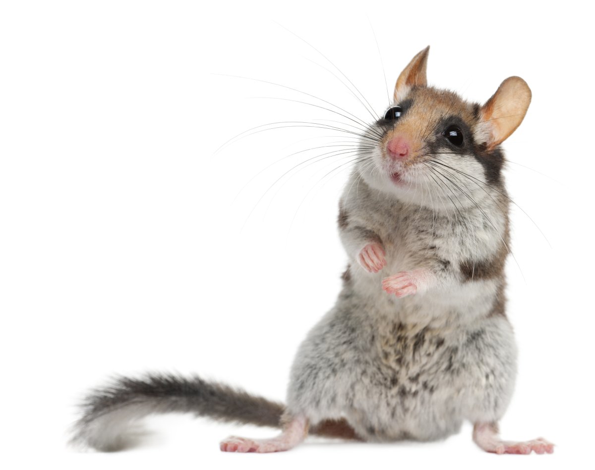 Крыса раскраска