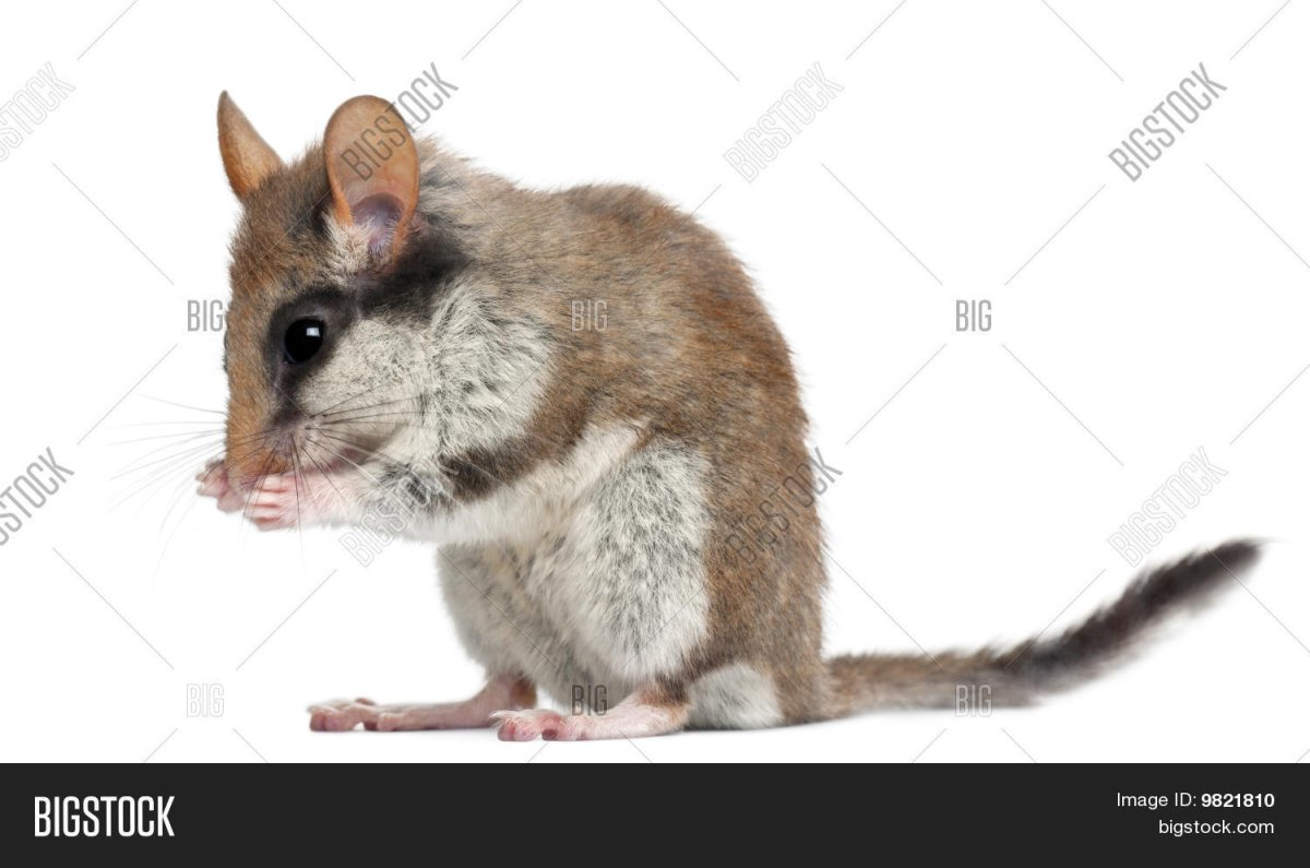 "Dryomys nitedula" Соня Лесная