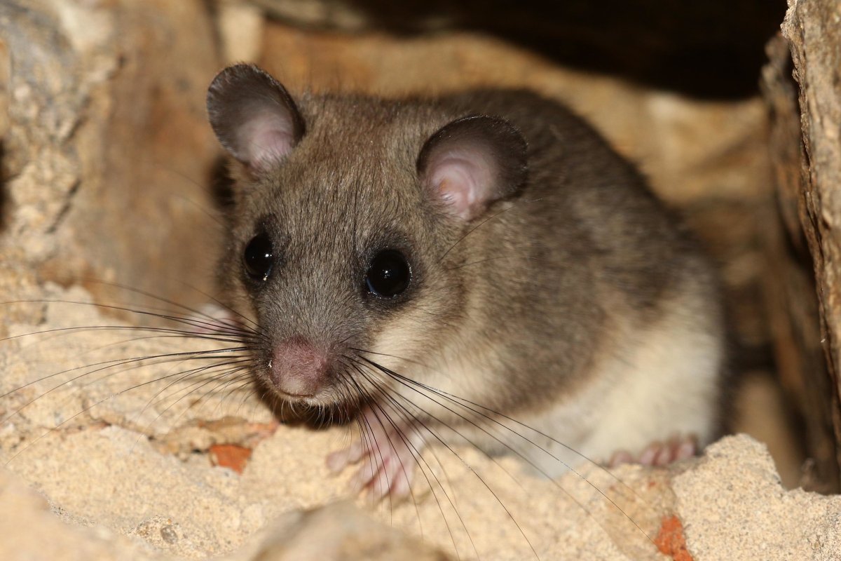 Орешниковая Соня нарисовать