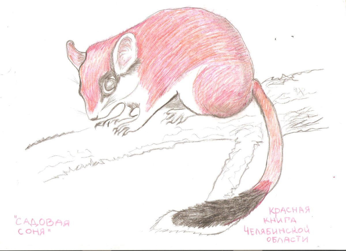 Соня-полчок мультяшный