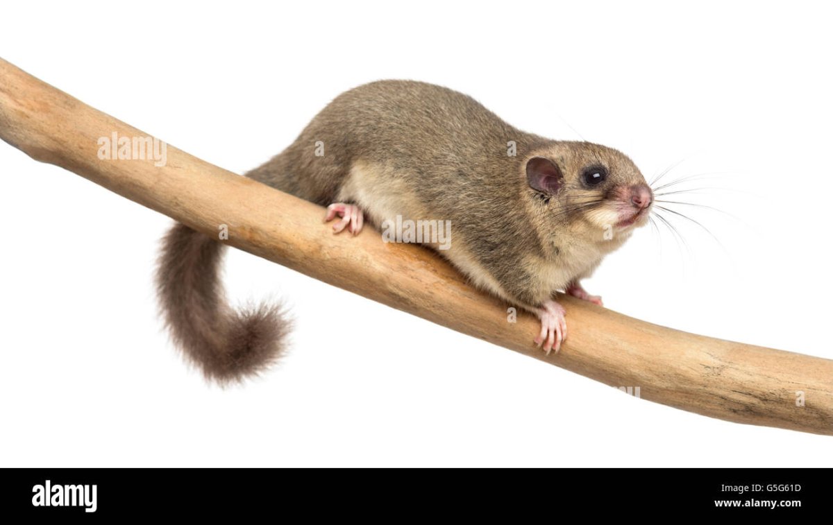 Садовая Соня eliomys quercinus