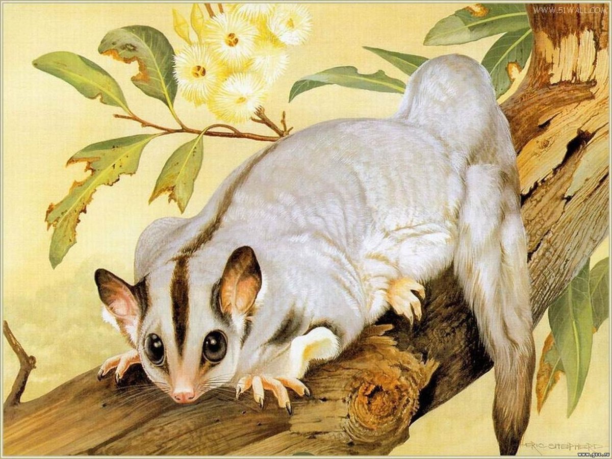 Белка Соня полчок