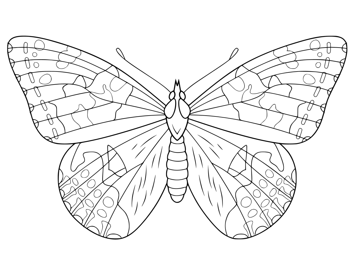 Бабочка раскраска Сток
