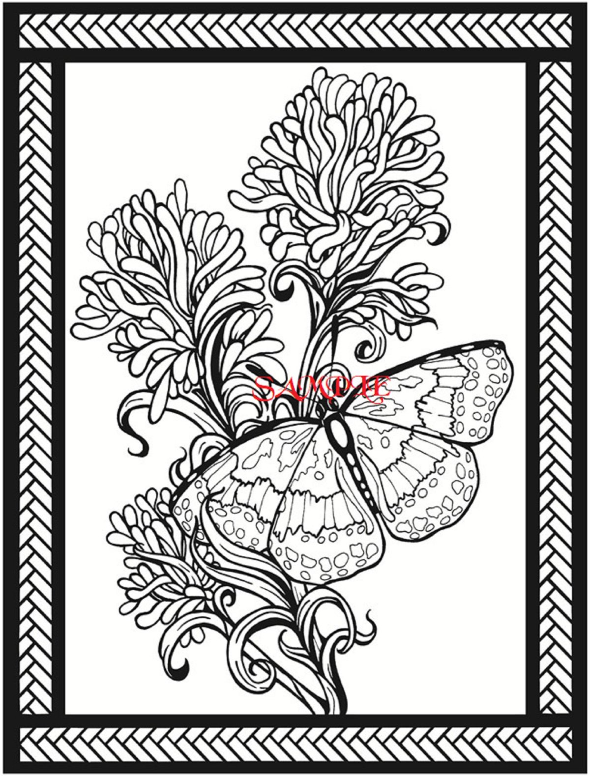 Тропические бабочки раскраска