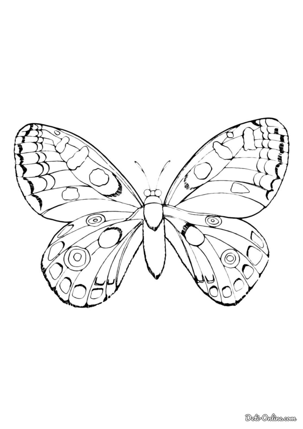 Бабочка капустница раскраска для детей