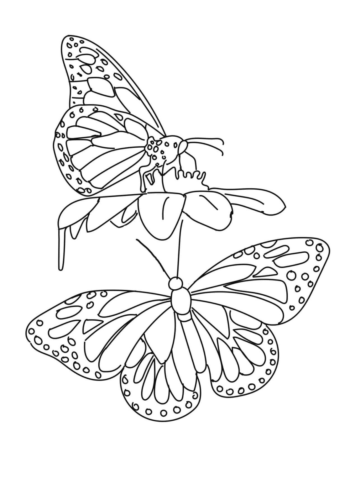 Раскраска бабочки летают