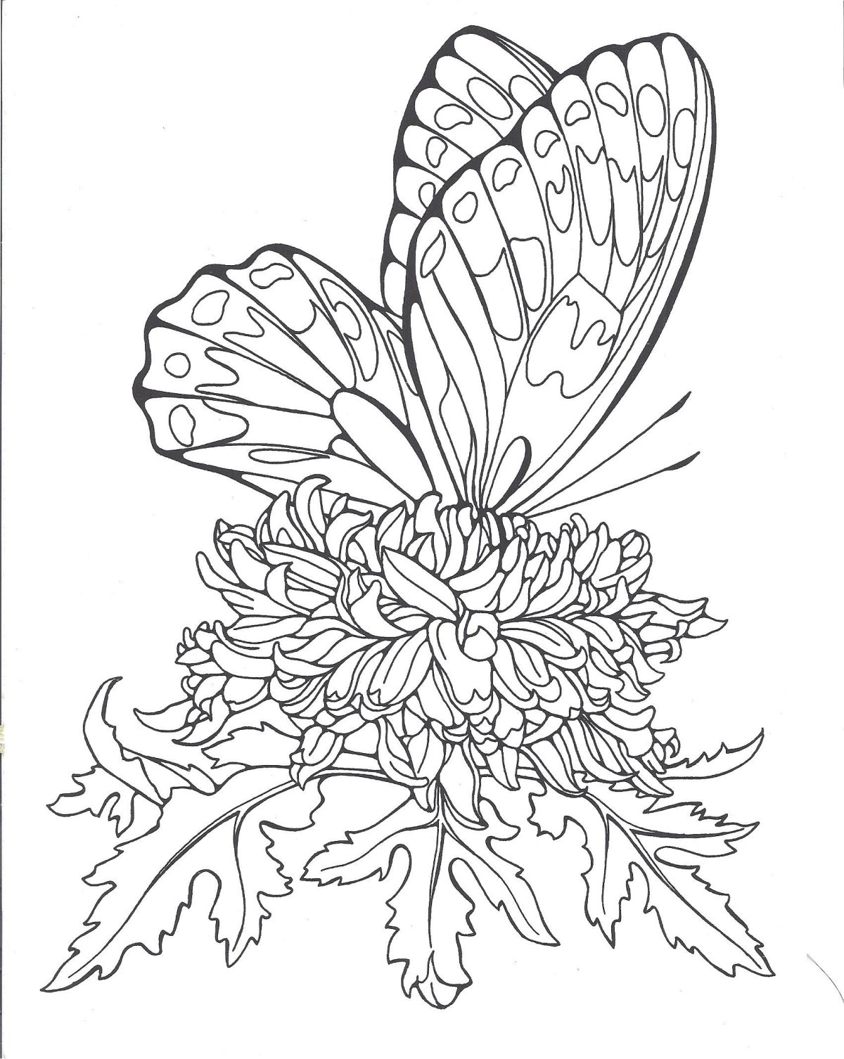 Бабочка рисунок карандашом