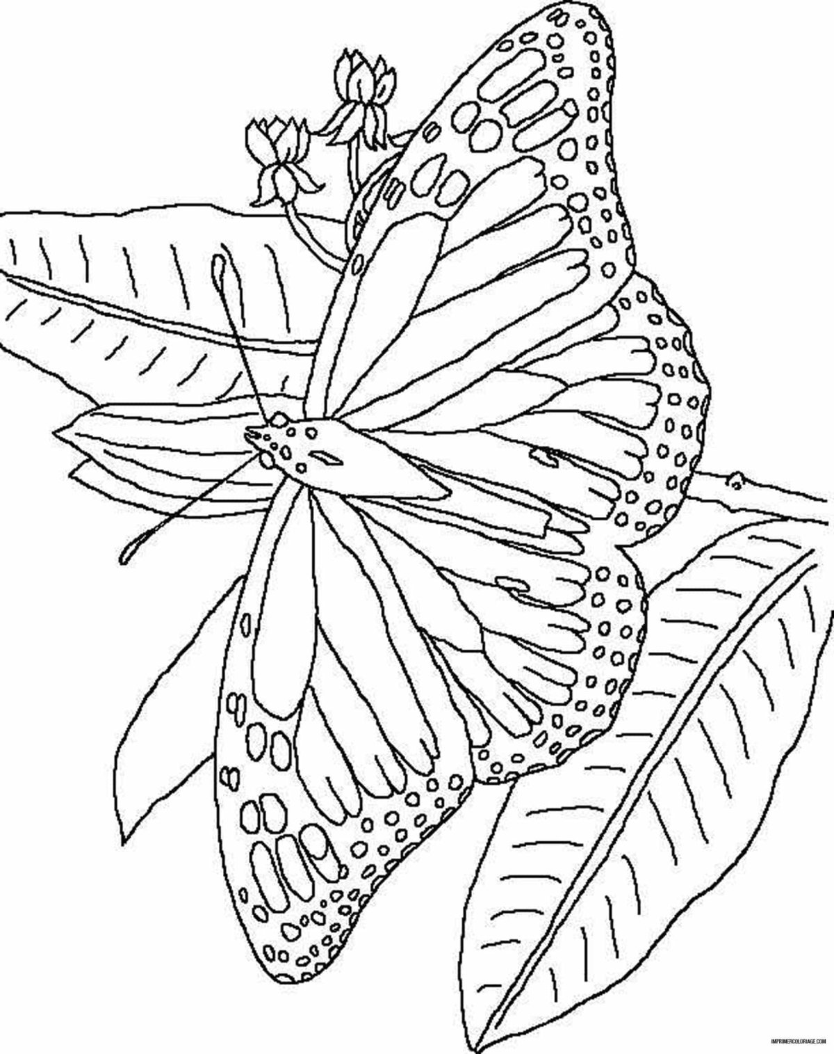 Антистрессовые раскраски с бабочками