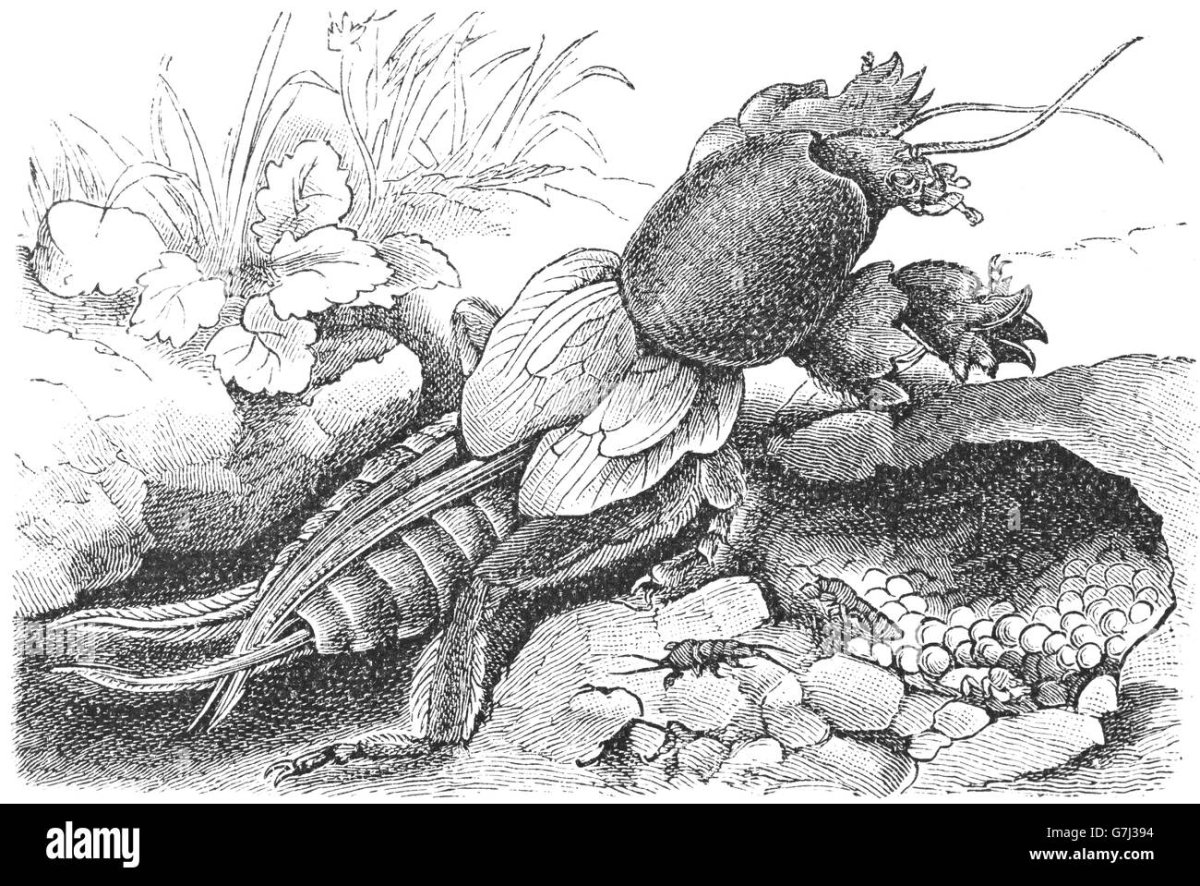 Медведка карандашом