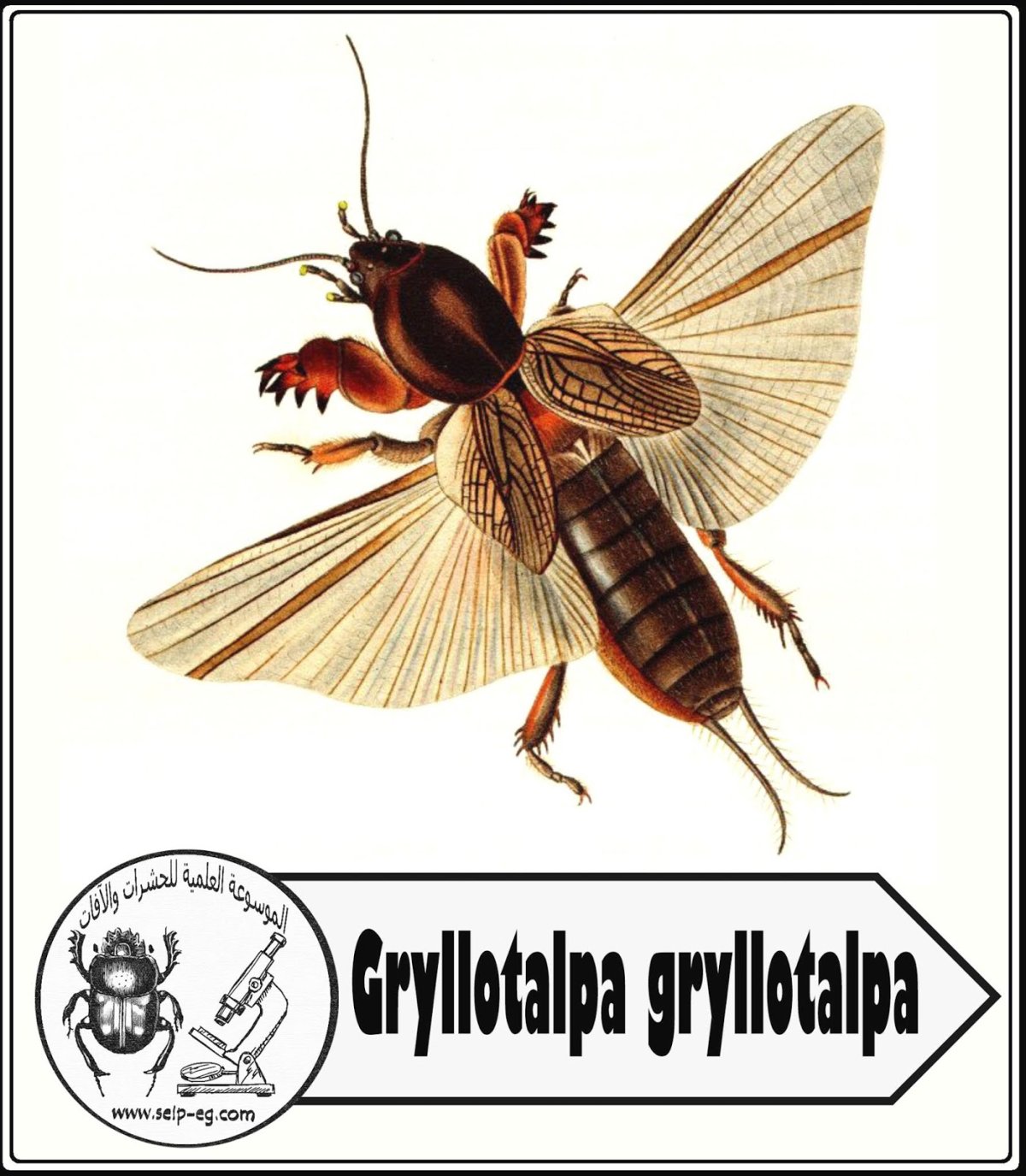 Медведка черная