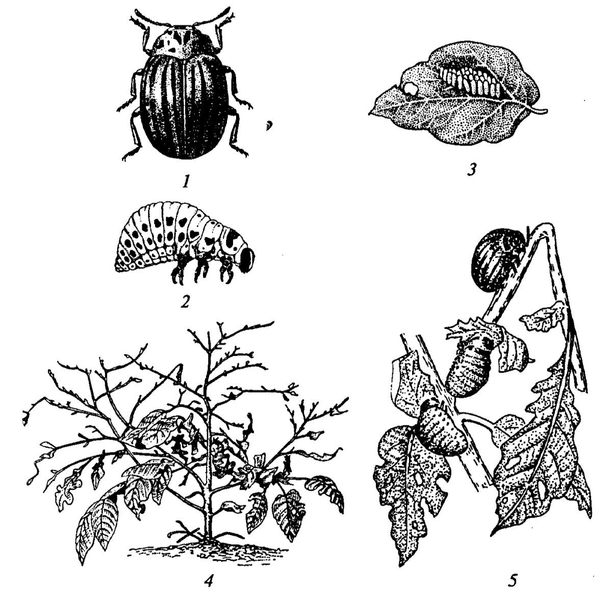 Муха дрозофила строение тела