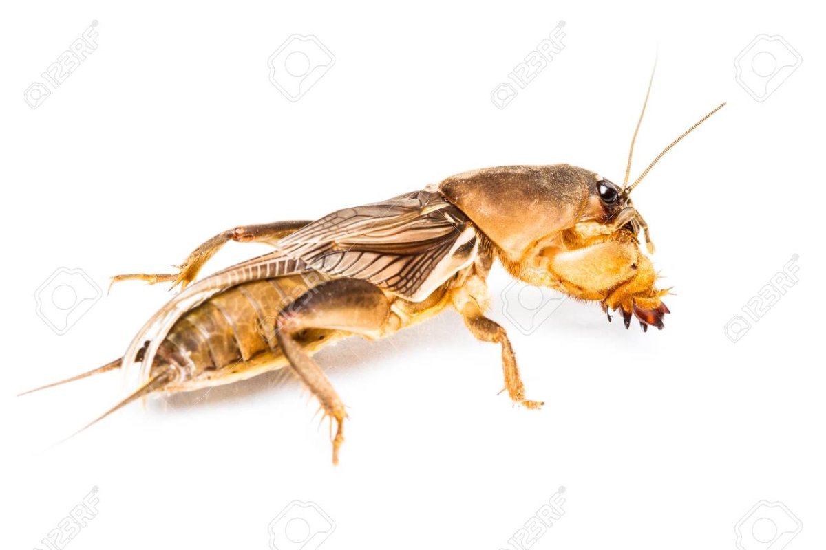 Медведка на прозрачном фоне