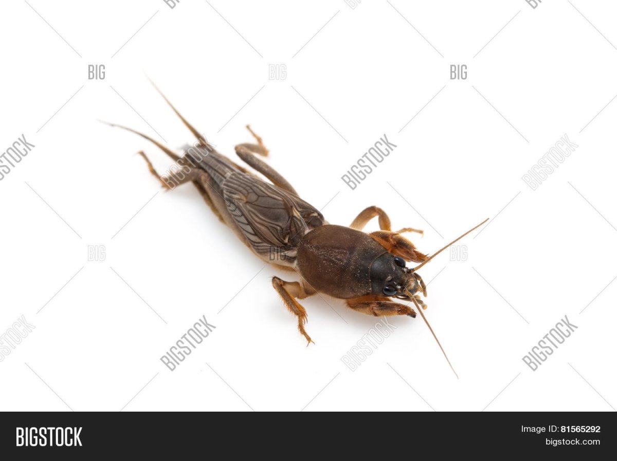 Mole Cricket Clipart