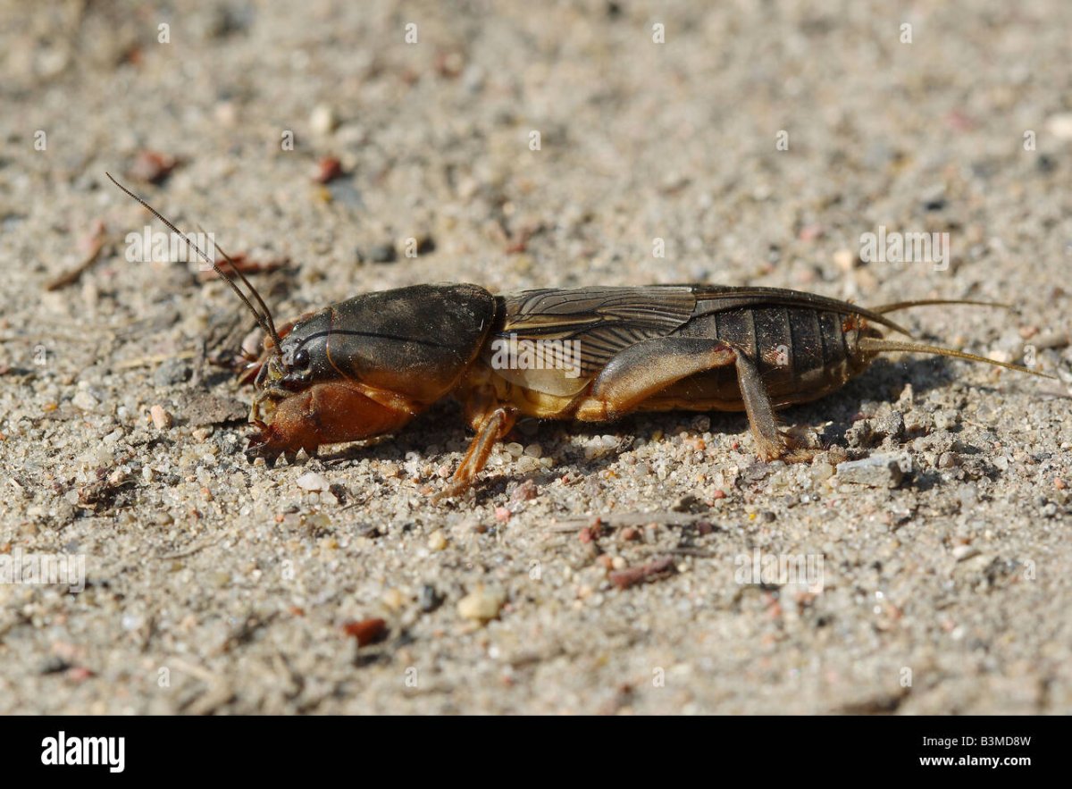 Сверчок силуэт