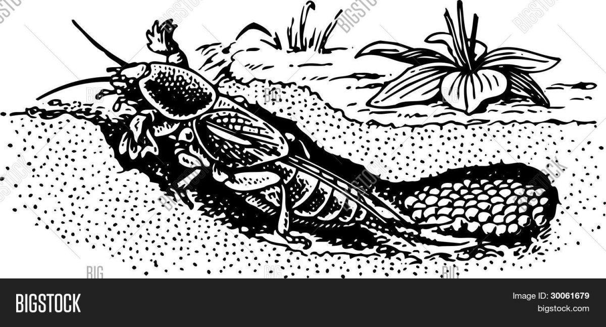 Медведка обыкновеннаz HBC