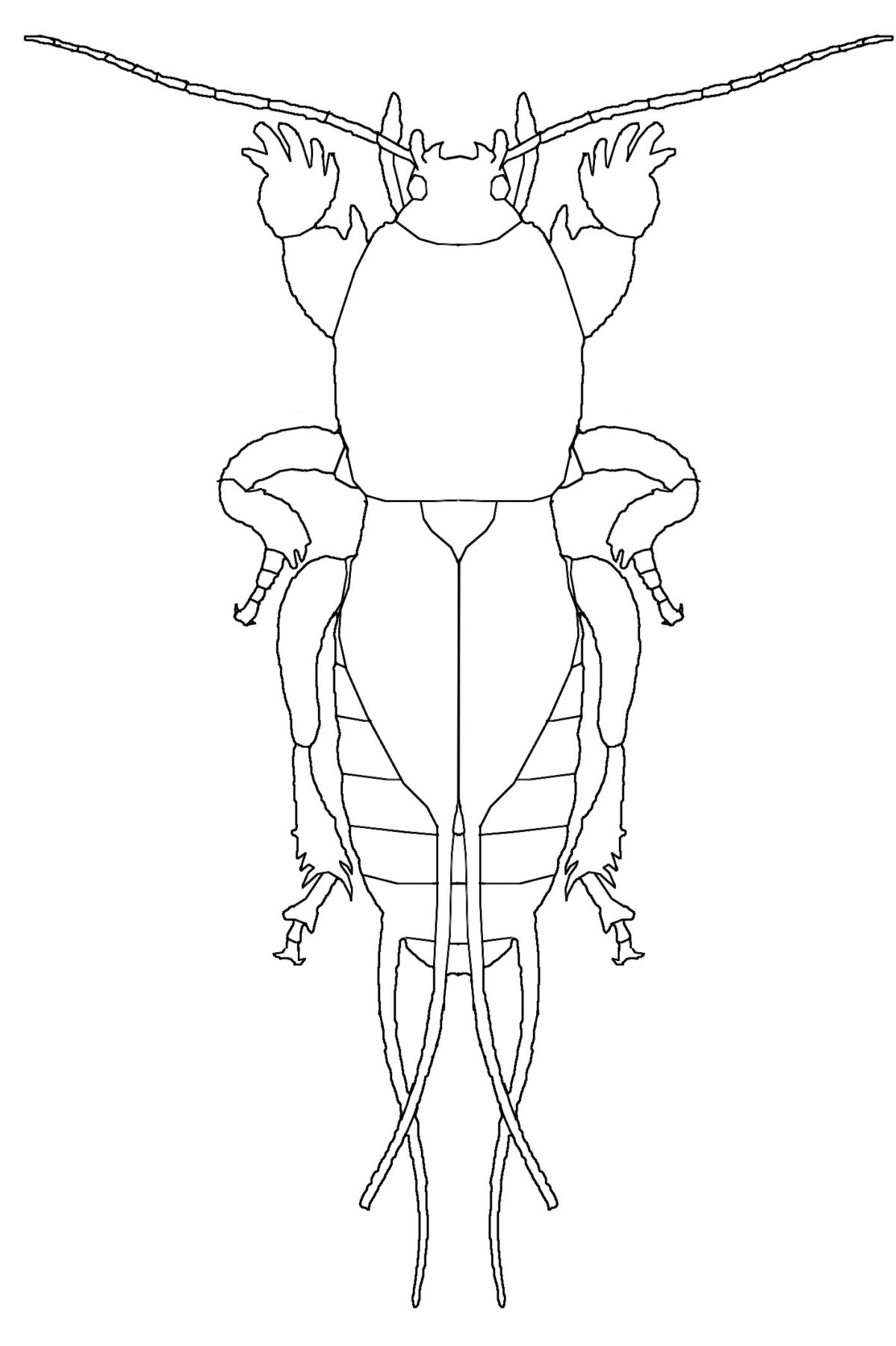 Филлоксера Графика