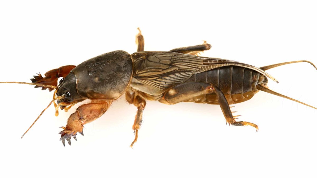 Скорпион раскраска для детей