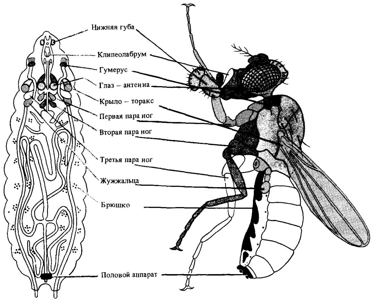 Хлебный Точильщик рисунок