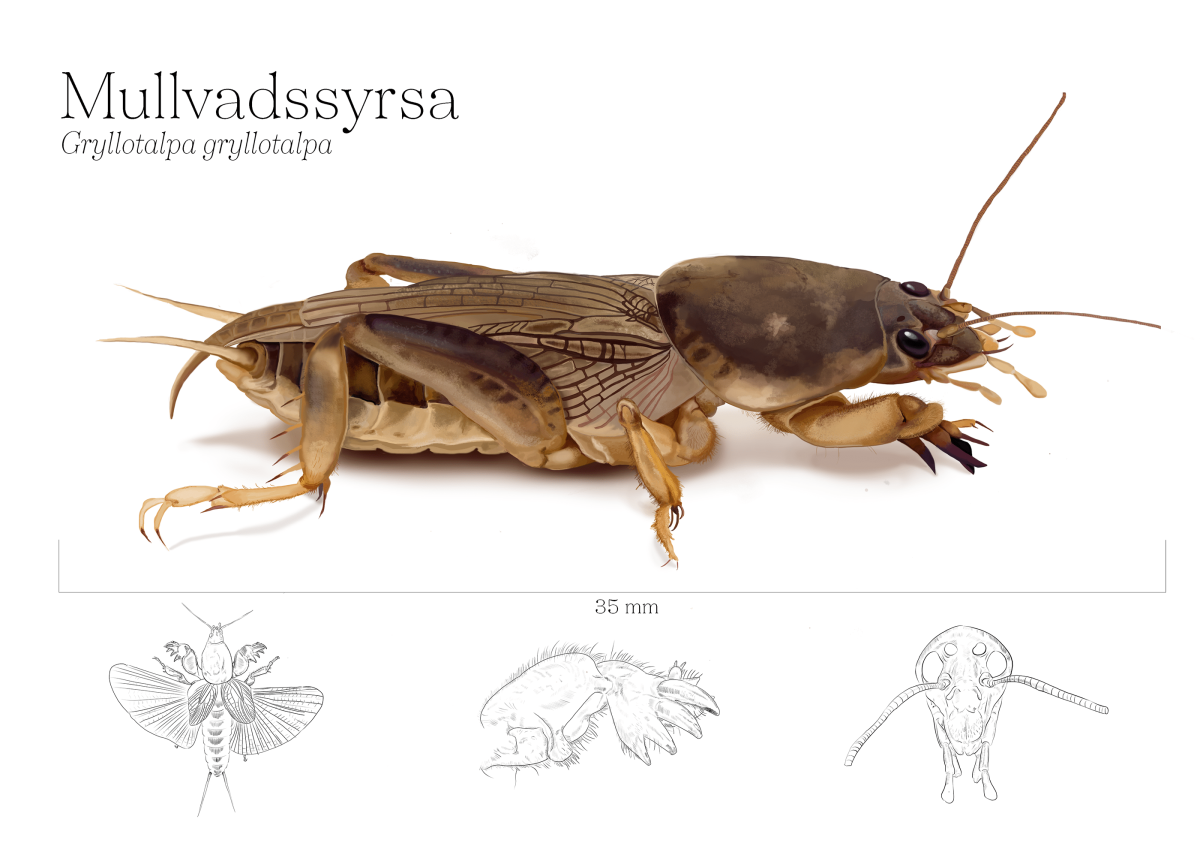 Сверчок Графика